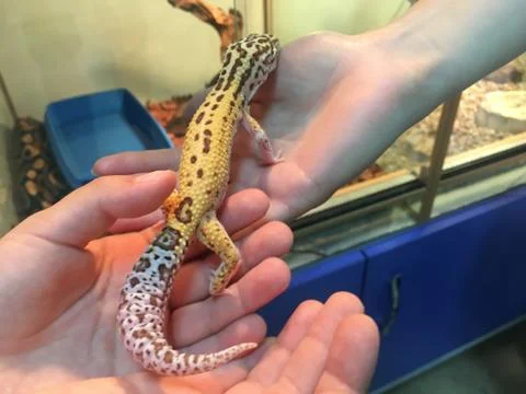 Lizard in hands Stock Photos