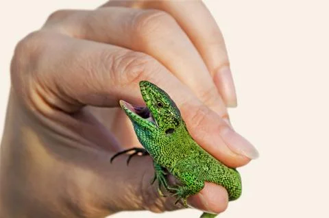 Lizard in hands Stock-Fotos