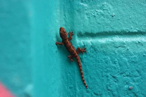 Lizard hang on the blue wall Foto stock