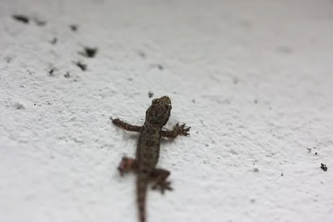 Lizard hang on the wall Stock Photos