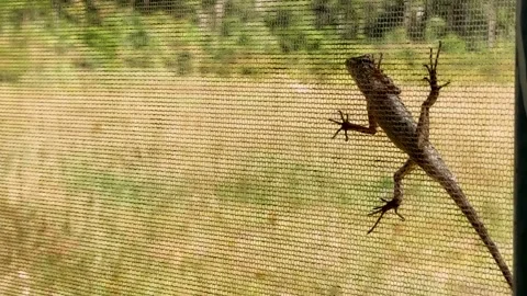 Lizard hanging on the net. Lizzard on a window's screen Stock Footage 308869276