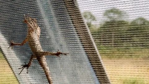 Lizard hanging on the net. Lizzard on a window's screen Stock Footage 308869296