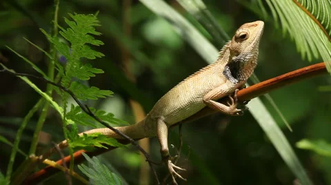 Lizard hanging out Vidéo 1000194