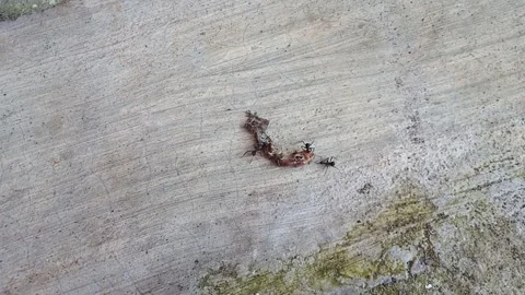 Lizard that have become carcasses are surrounded by ants Stock Footage 271166952