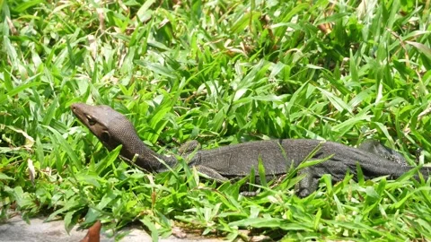 Lizard have sunbathe above the grass inside of orang utan cage 스톡 동영상 253492894