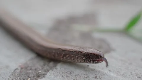 Lizard of the hazelworms breed close-up Stock Footage 283568311