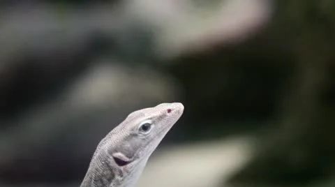 Lizard head up close Stock Footage 8946900