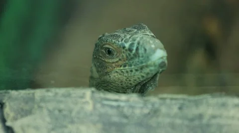Lizard head close-up Stock-Footage 60922711