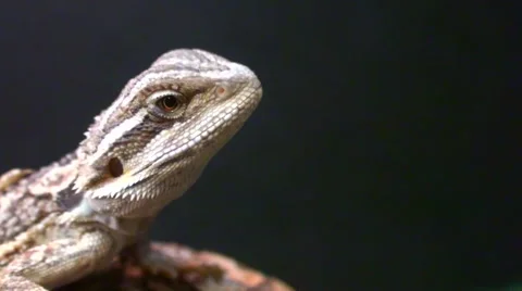 Lizard Head Stock Footage 50137973