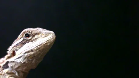 Lizard head Vidéo 50138401