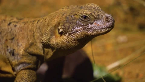 A Lizard head  Stock Footage 254943696
