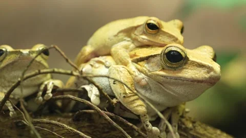 A lizard head Stock-Footage 263894057