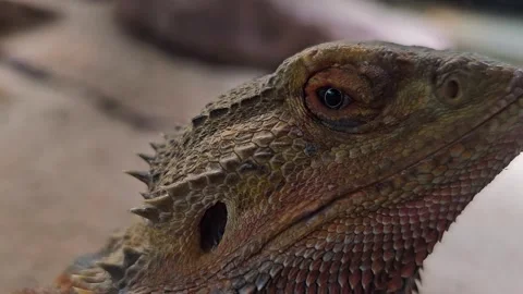 A  Lizard head Stock-Footage 266064845
