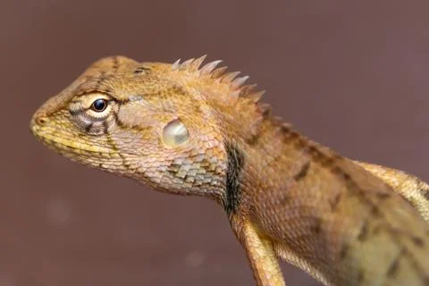 Lizard head on a light brown background Stock Photos