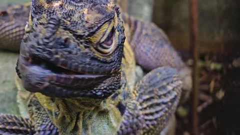 Lizard head  looking Stock Footage 263674303