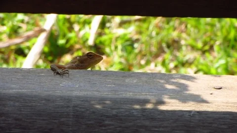 Lizard Head Peaking Over Porch Stock Footage 81728267