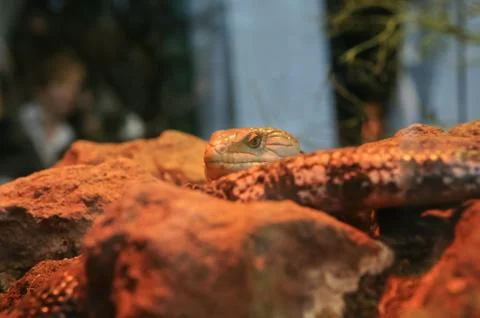 Lizard head Stock Photos