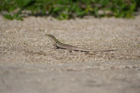 Lizard head up Foto stock