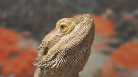 Lizard Head Rotating Stock Footage 47346122