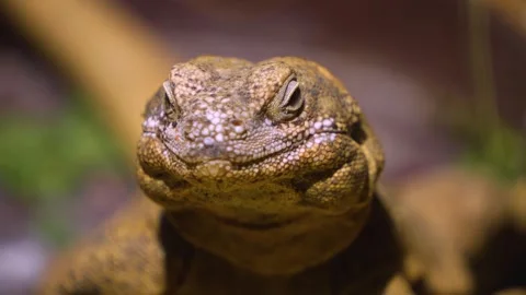 A lizard head turning  Stock Footage 254929878