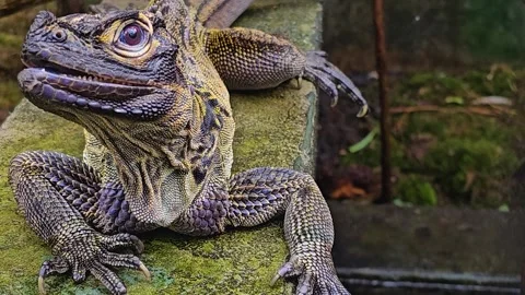 A lizard head turning Stock Footage 271525528