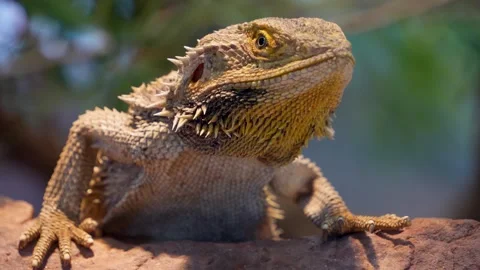 A lizard head turning Stock-Footage 278010905