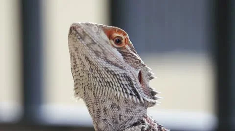 Lizard Head Zoom In Vidéo 16225040