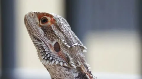 Lizard Head Zoom out Stock Footage 16232790