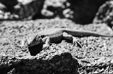 The lizard in the heat of the sun Stock Photos