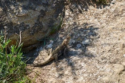 A lizard heating up on the stone. Stock Photos
