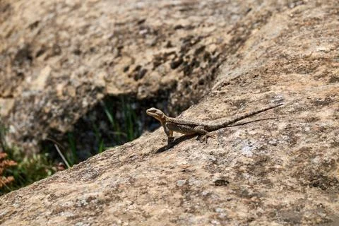 A lizard heating up on the stone. Stock Photos