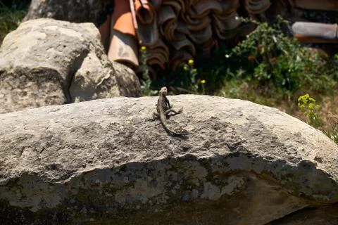 A lizard heating up on the stone. Stock Photos