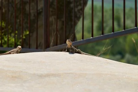 A lizard heating up on the stone. Stock Photos