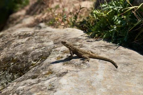 A lizard heating up on the stone. Stock Photos
