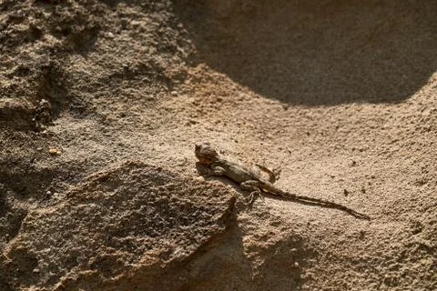 A lizard heating up on the stone. Stock Photos