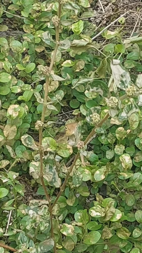 Lizard Hidden among the Leaves Stock-Footage 292244109