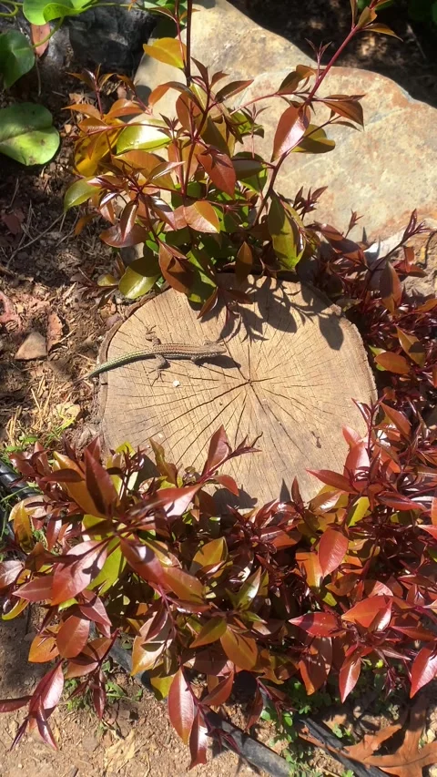 A lizard hides among the leaves. Vertical video Stock Footage 286848268