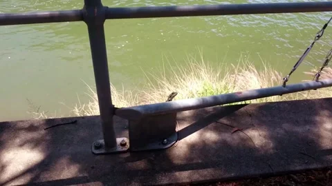Lizard hides around Brisbane river in Brisbane, Australia Stock Footage 140066270
