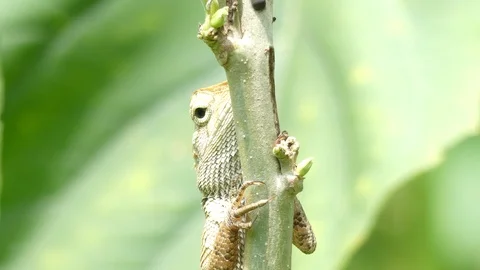 A lizard hides behind a tree. Stock Footage 95997754