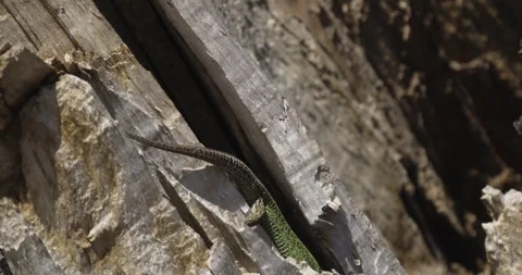 Lizard hides in an old tree, 4K slomo Video stock 194030921