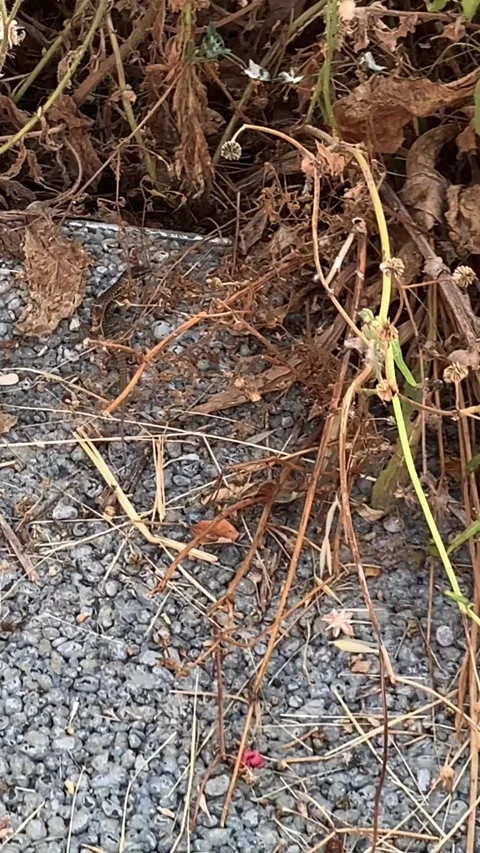 Lizard Hiding Among Dry Grass and Stones Stock Footage 313214856