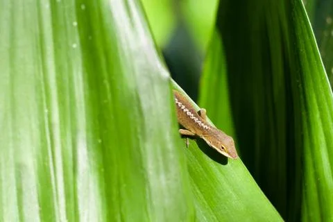 Lizard hiding behind green leaf Stock Photos