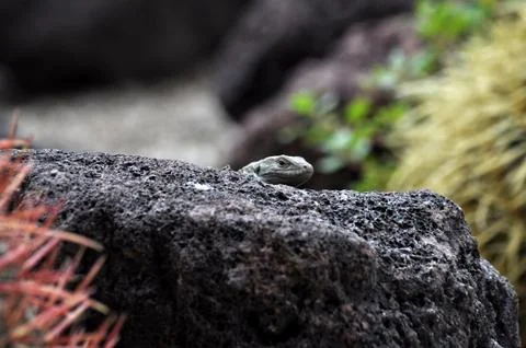 Lizard hiding behind a tree and watching the surroundings. Stock Photos