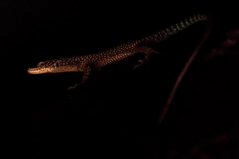 A lizard hiding in the dark Stock Photos