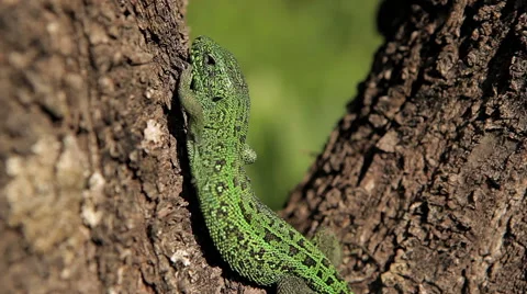 Lizard hiding Stock Footage 50492242