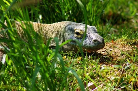Lizard Hiding in Grass Stock Photos