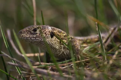Lizard hiding in the grass Stock Photos