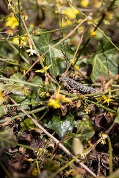 The lizard is hiding in the grass. Stock Photos