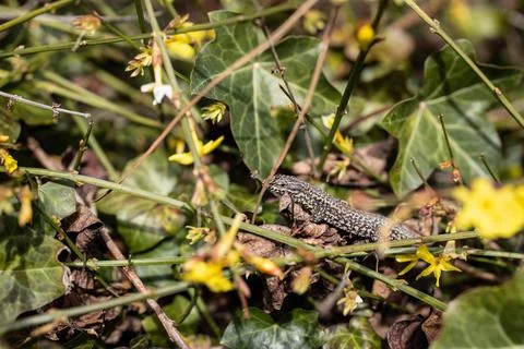 The lizard is hiding in the grass. Stock Photos
