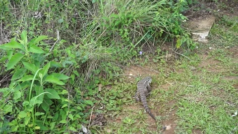 Lizard hiding in high grass Vídeos de archivo 238767955